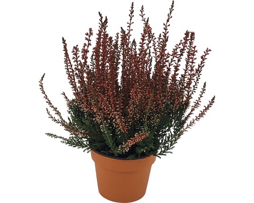 Callune Calluna vulgaris colorée pot Ø 10 cm