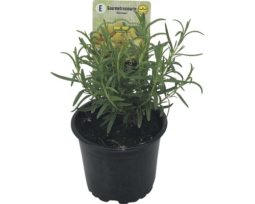 Romarin gourmet Abraxas en pot