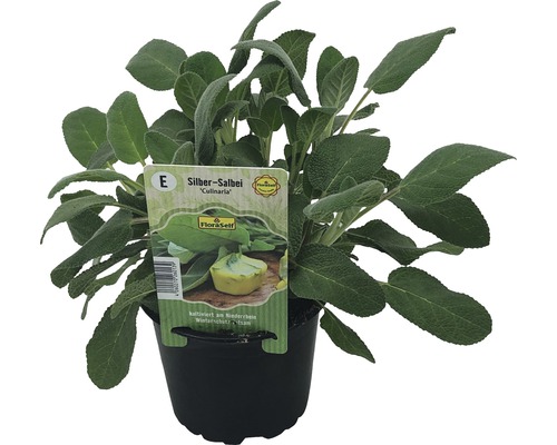 Sauge argentée en pot