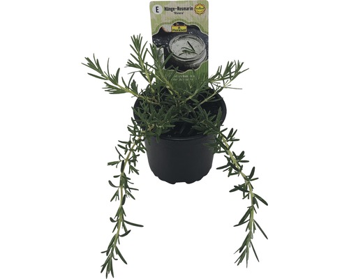 Plante de romarin rampant en pot
