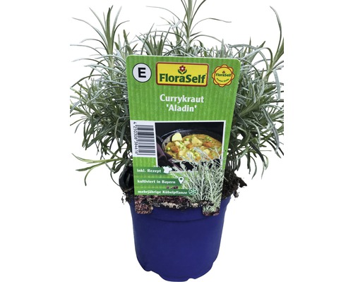 Curry Aladin en pot