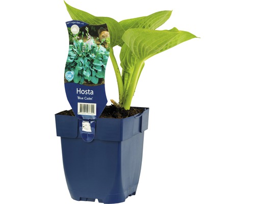 Kleine Blaublatt-Funkie FloraSelf Hosta-Cultivars 'Blue Cadet' H 5-50 cm Co 0,5 L