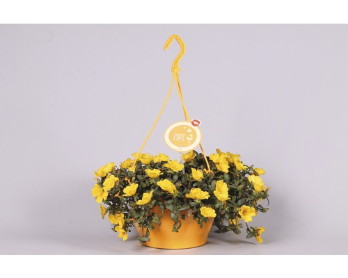Suspension avec fleurs jaunes