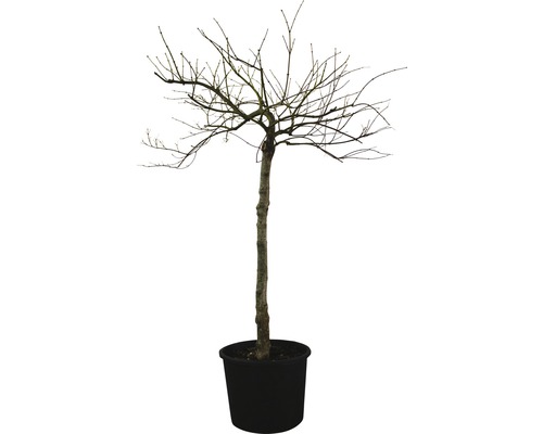 Arbre sans feuilles dans un pot