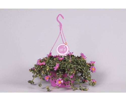 Plante suspendue avec des fleurs roses en pot