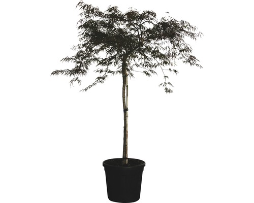 Érable palmé Acer palmatum dissectum 'Garnet' 60/70cm Co 30L
