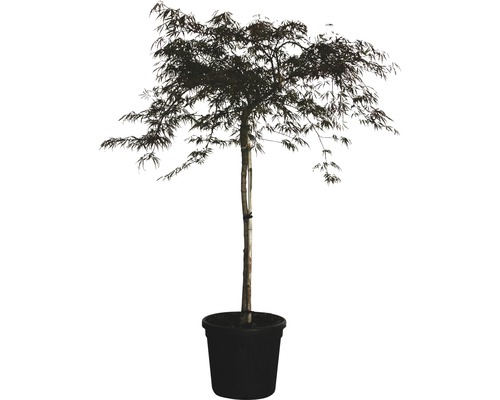 Érable du Japon rouge foncé FloraSelf Acer palmatum dissectum 'Garnet' H 60-70 cm pot 30 L Érable japonais en pot