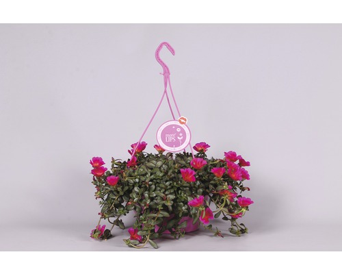 Plante suspendue avec fleurs en pot