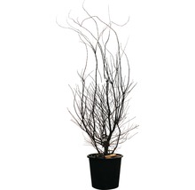 Érable palmé Acer palmatum 'Fireglow' H 125-150 cm Co 35 L