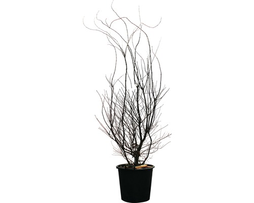 Arbuste d''ornement décoratif en pot, sans feuilles