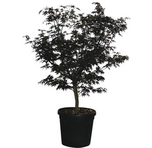 Érable palmé Acer palmatum 'Fireglow' H 125-150 cm Co 35 L