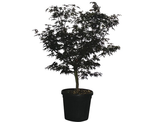 Érable palmé Acer palmatum 'Fireglow' H 125-150 cm Co 35 L