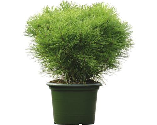 Japanische Botanico Zwert-Rotkiefer FloraSelf Pinus densiflora 'Alice Verkade' H 60-70 cm Co 15 L