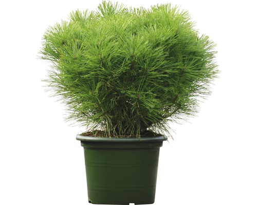 Pin rouge du Japon nain Botanico FloraSelf Pinus densiflora 'Alice Verkade' H 60-70 cm Co 15 L