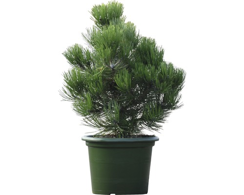 Pin de Bosnie Botanico Pinus leucodermis 'Compact Gem' H 40-50 cm Co 10 L