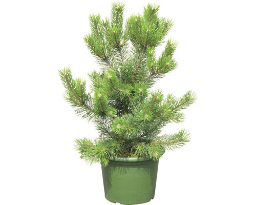 Arbuste pin Botanico Pinus mugo 'Gnom' H 60-70 cm Co 15 L