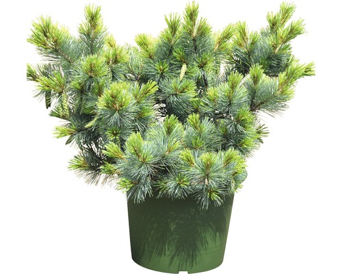 Zwerg-Seidenkiefer Botanico Pinus strobus 'Macopin' H 70-80 cm Co 20 L