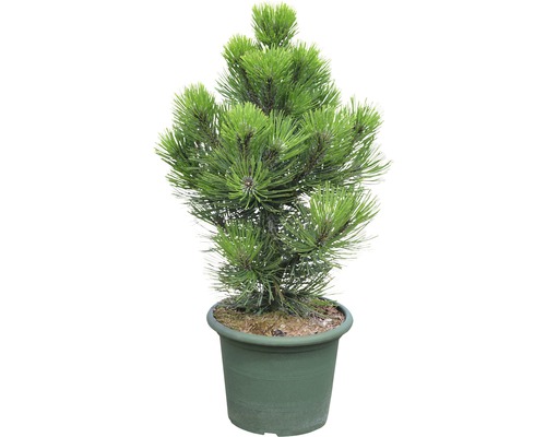 Schlangenhaut-Kiefer Botanico Pinus leucodermis 'Malinki' H 40-50 cm Co 10 L