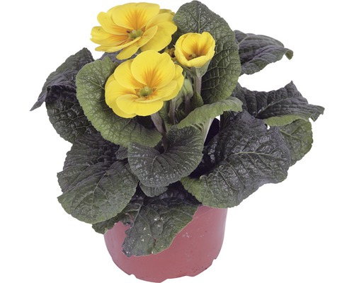 Primevère jaune en pot