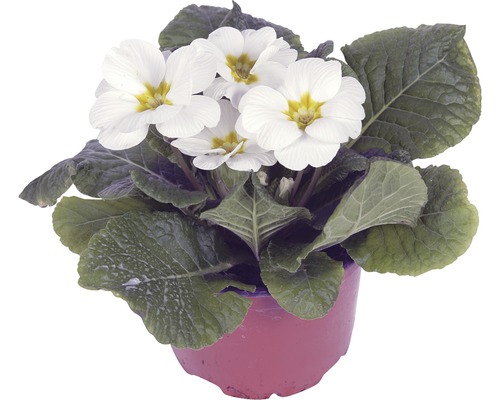 Primevère FloraSelf Primula acaulis pot Ø 11 cm assorti Primevère FloraSelf Primula acaulis pot Ø 11 cm assorti