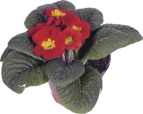 Primevère en pot avec des fleurs rouges et des feuilles vertes