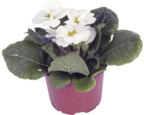 Primevère blanche en pot