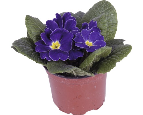 Primevère en pot avec des fleurs bleues et des feuilles vertes