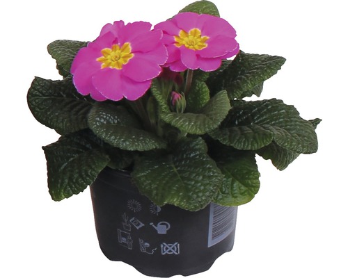 Primevère en pot avec fleur