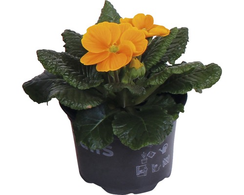 Primevère jaune en pot