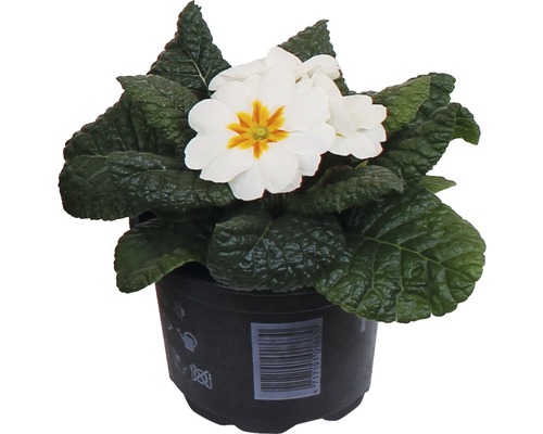 Primevère blanche en pot