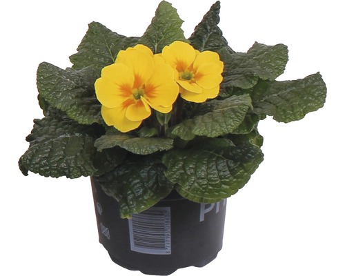 Primevère en pot avec des fleurs jaunes