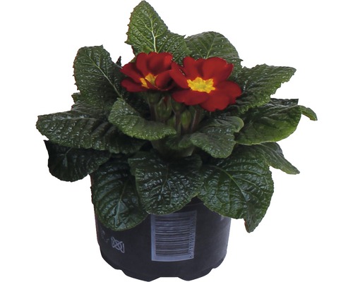 Primevère en pot à fleurs rouges