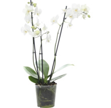 Orchidée papillon FloraSelf Phalaenopsis multiflora 'Venice' H 45-55 cm pot Ø 12 cm 3 panicules-thumb-0