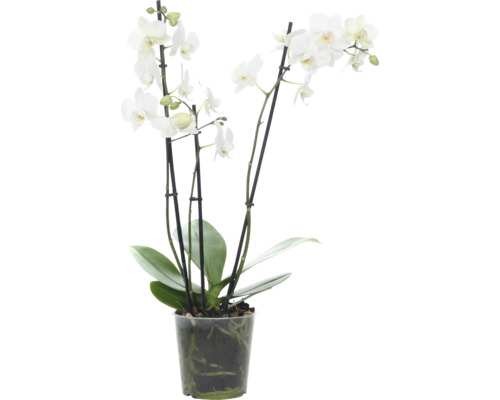 Orchidée papillon FloraSelf Phalaenopsis multiflora 'Venice' H 45-55 cm pot Ø 12 cm 3 panicules-0