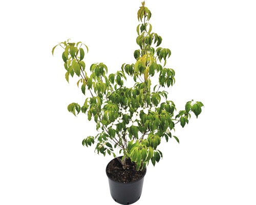 Cornouiller du Japon Cornus kousa 'Robert's Select' h 80-130 cm Co 20 l