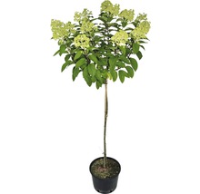 Hortensia paniculé sur tige en pot