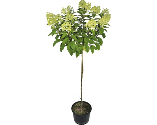 Hortensia paniculé sur tige en pot