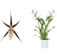 Orchidée araignée FloraSelf Brassia Hybride 'Sherlob Tolkien' h 55-70 cm pot Ø 12 cm 2 panicules