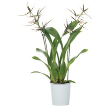 Orchidée araignée FloraSelf Brassia Hybride 'Sherlob Tolkien' h 55-70 cm pot Ø 12 cm 2 panicules