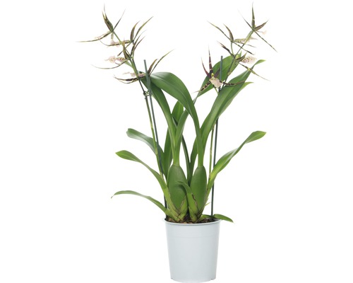 Orchidée araignée FloraSelf Brassia Hybride 'Sherlob Tolkien' h 55-70 cm pot Ø 12 cm 2 panicules