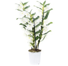 Dendrobium nobile FloraSelf 'Apollon' H 50-60 cm pot Ø 12 cm 3 panicules-thumb-0