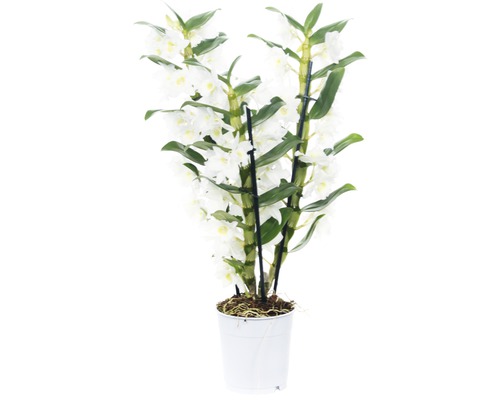 Dendrobie FloraSelf Dendrobium nobile 'Apollon' H 50-60 cm Ø 12 cm Topf 3 Rispen Dendrobium Nobile Pflanze mit weißen Blüten im Topf