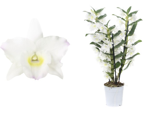 Dendrobium Nobile Zimmerpflanze im Topf und Nahaufnahme einer Blüte