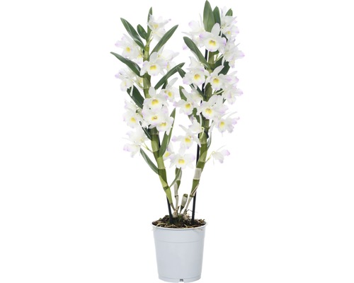 Dendrobium nobile FloraSelf 'Kumiko' H 50-65 cm pot Ø 12 cm 2 panicules