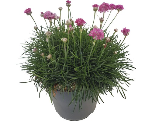 Armérie maritime Armeria maritima H env. 20 cm Co 5 L rose