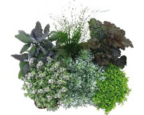 Différentes sortes d'herbes aux écouvillons pot Ø 12 cm assorties