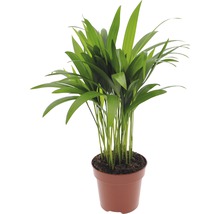 Palmiste multipliant FloraSelf Dypsis lutescens H 40-60 cm pot de 12 cm de Ø-thumb-0
