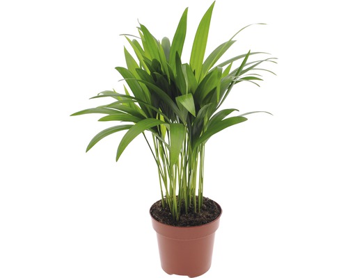 Palmiste multipliant FloraSelf Dypsis lutescens H 40-60 cm pot de 12 cm de Ø-0