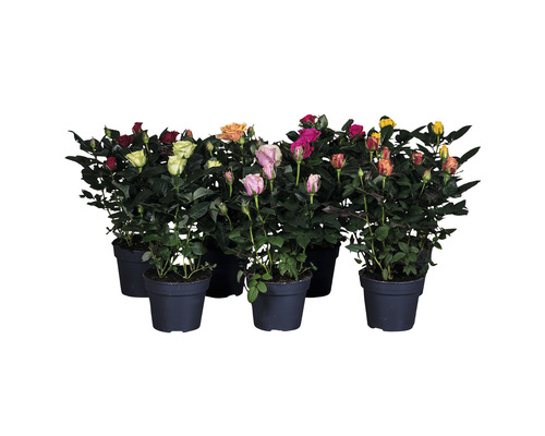 Rosier d'intérieur PatioHit® MÉLANGE FloraSelf h 30-40 cm Ø pot 13 cm sélection aléatoire de variétés