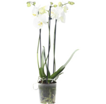 Orchidée papillon FloraSelf Phalaenopsis Hybride 'Ghost Town' h 55-70 cm pot Ø 12 cm 3 panicules blanc-thumb-0